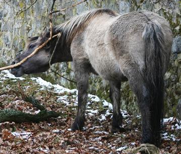 Tarpan - być może krewny wczesnych koni udomowionych na stepie